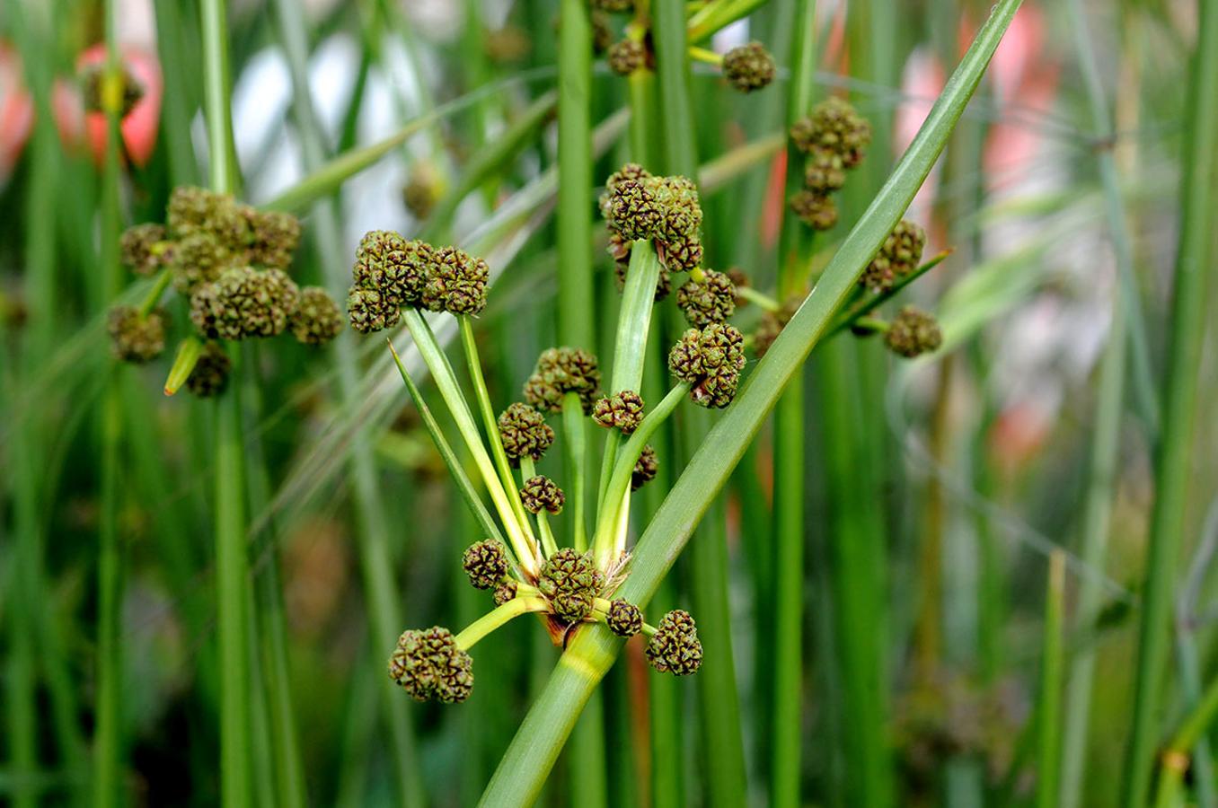 Junco churrero. Se utiliza para cestería y artes de pesca, y en Andalucía oriental se mascan los tallos fescos 