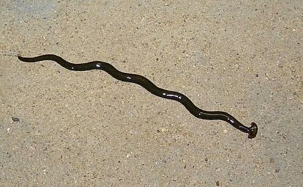 La verdad tras la invasión de gusanos gigantes