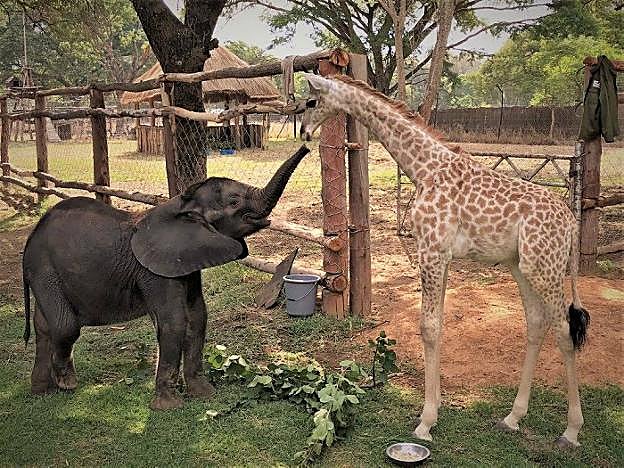 La conmovedora historia de la elefanta y la jirafa huérfanas que crecen como hermanas