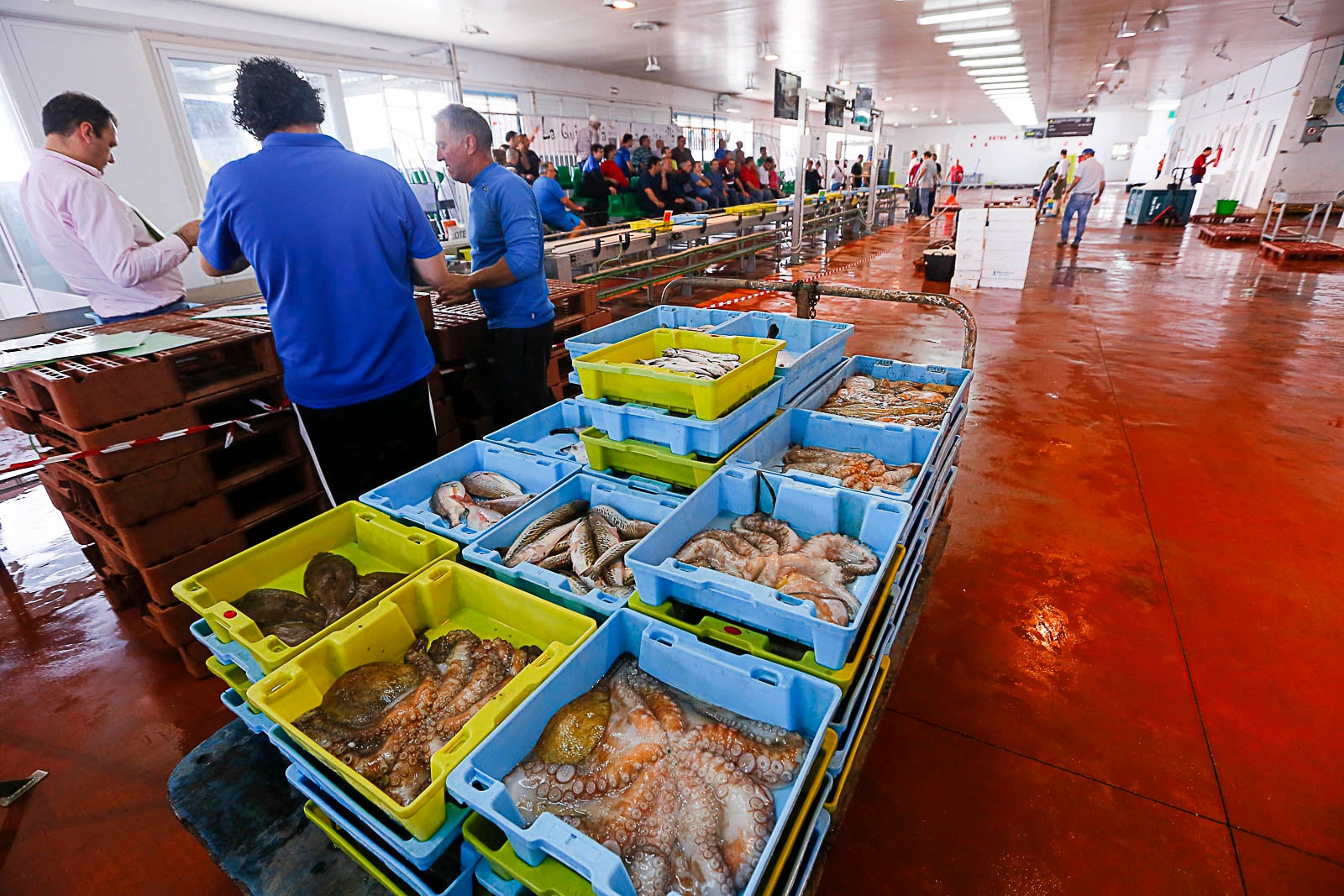 Los pescadores de arrastre podrán salir menos días a faenar y les será menos rentable ir a por esta cotizada especie, cuya pesca es compleja