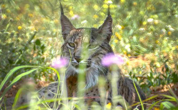 Litio, el lince localizado cerca de Barcelona.