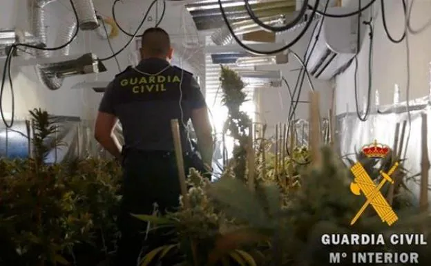 Desmantelados 78 suministros ilegales para el cultivo de marihuana en lo que va de año en Almería