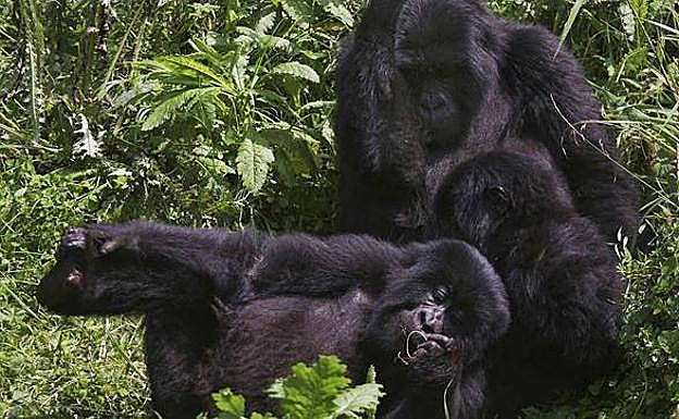 La próspera evolución de los gorilas de montaña