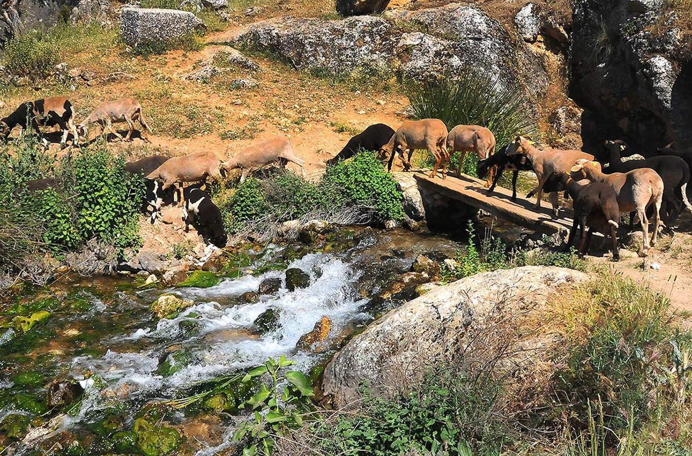 Nacimiento del río Riofrío