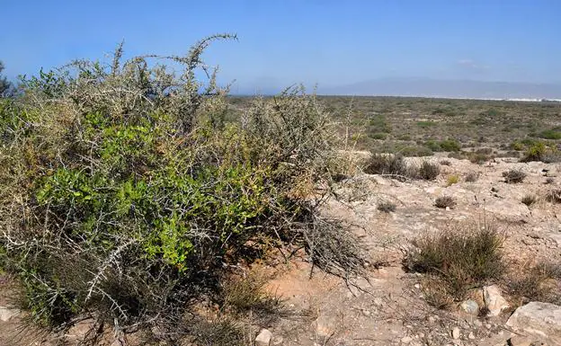 Arbusto de azufaifo sobre el terreno calizo de las Amoladeras, en Almería