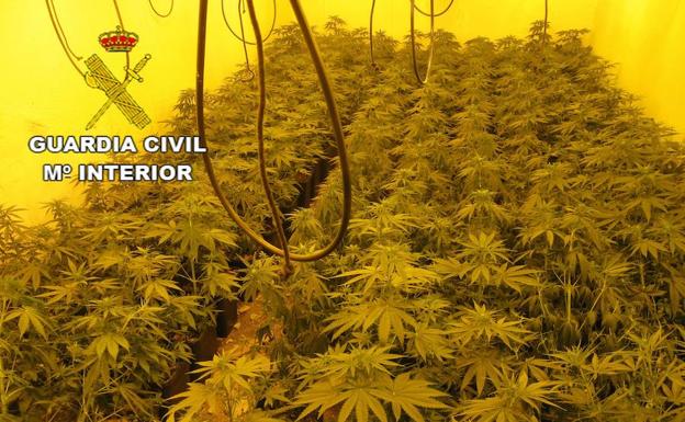 Intervienen en dos semanas 7.000 plantas de cannabis y arrestan a 32 personas en Granada