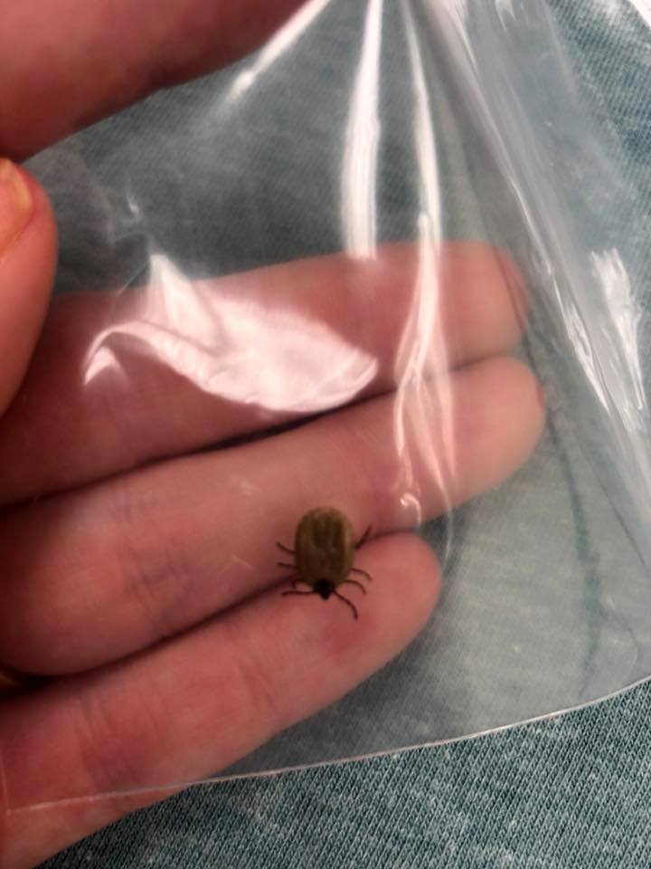 La madre alerta de las picaduras de estos insectos