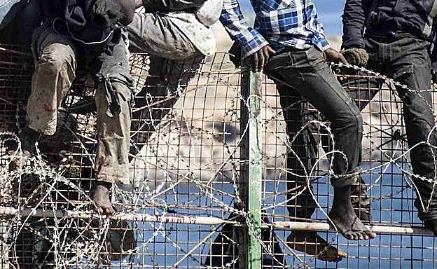Varios inmigrantes tratan de atravesar las concertinas en la valla de Melilla.