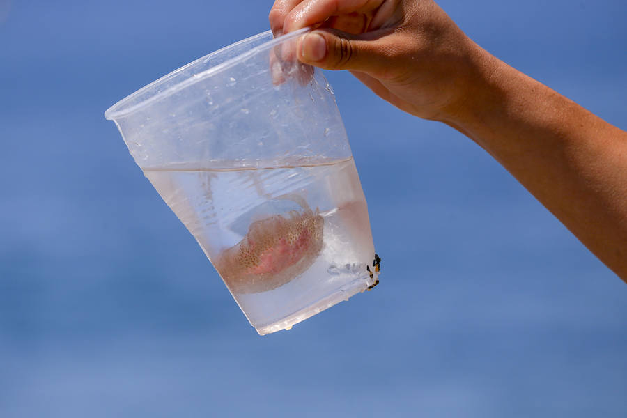 La Costa granadina se llena de 'cazadores' de medusas que ayudan a aliviar la orilla