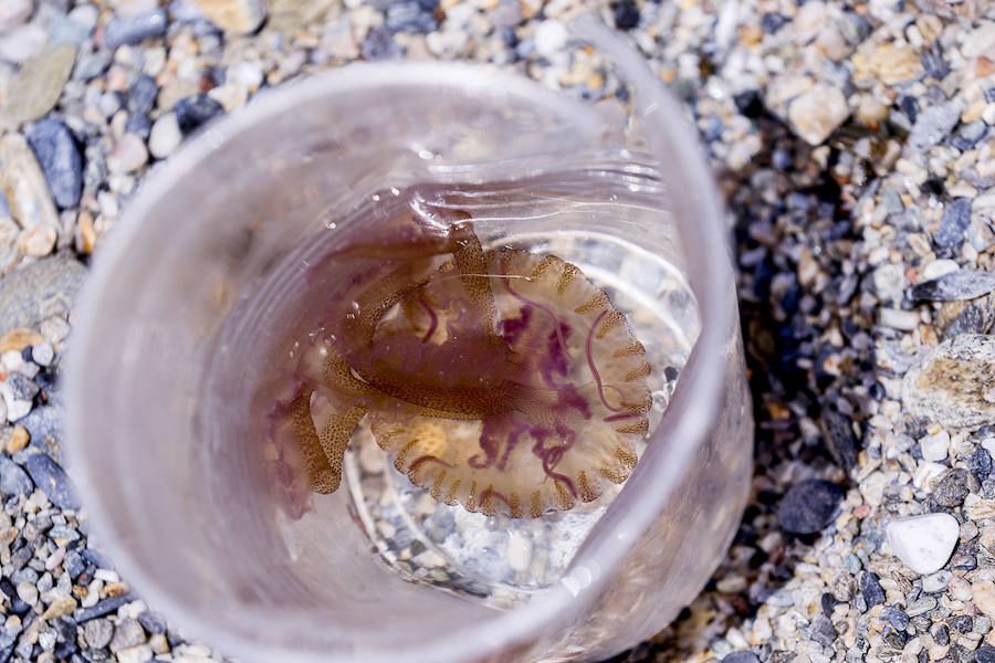 La Costa granadina se llena de 'cazadores' de medusas que ayudan a aliviar la orilla