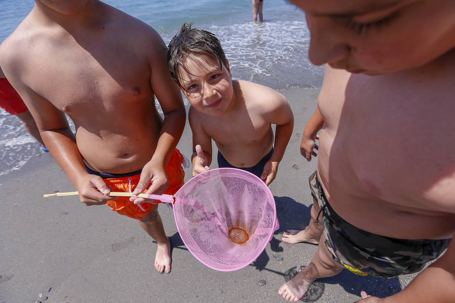 La Costa granadina se llena de 'cazadores' de medusas que ayudan a aliviar la orilla