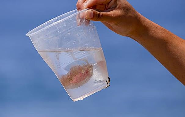 Imagen. Una plaga de medusas se hace con las playas de la Costa granadina.