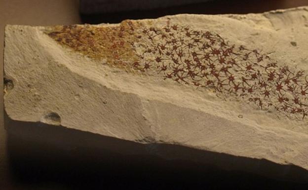 Hallan el fósil de una inusual criatura con 500 millones de años