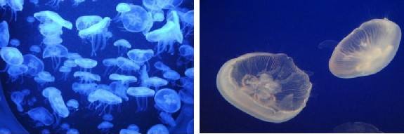 Aurealia Aurita. No es muy abundante, pero se encuentra en zonas del Mar Menor