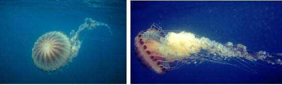 Chrysaora hysoscella. Frecuente en Mediterráneo y Atlántico. Peligrosidad elevada
