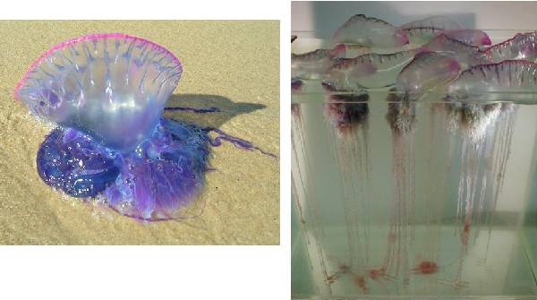 Phsalia physalis, ‘carabela portuguesa. Prefiere aguas cálidas y es típica del Atlántico, pero puede llegar al Mediterráneo como así ha sucedido este año. Peligrosidad muy elevada