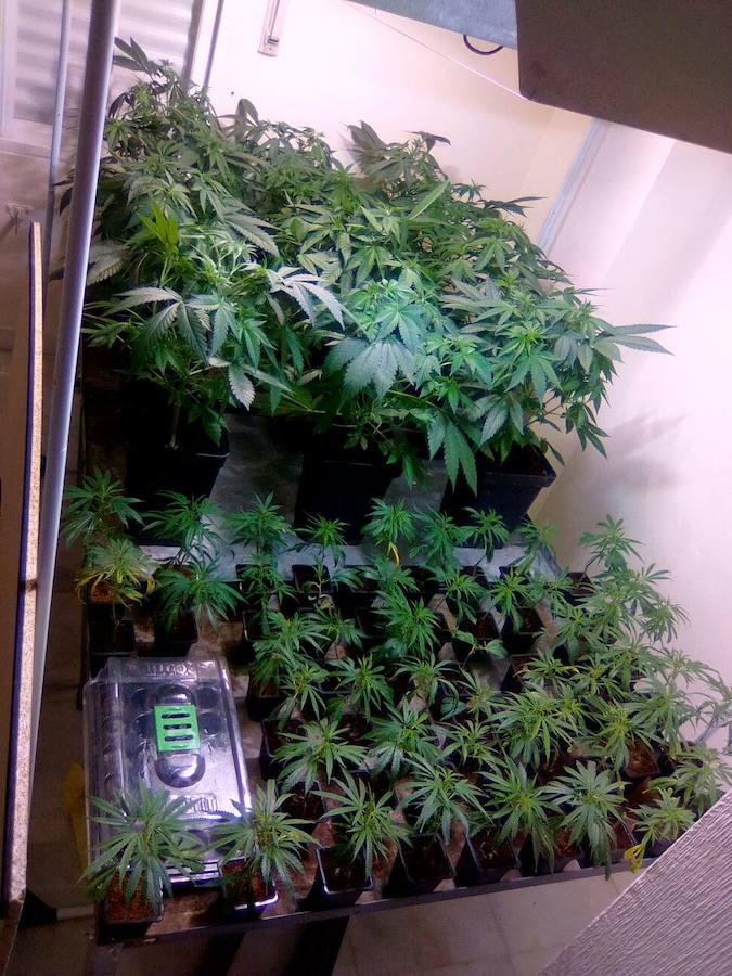 Las plantas cubren un ciclo completo en apenas tres meses, gracias a los focos y los líquidos.