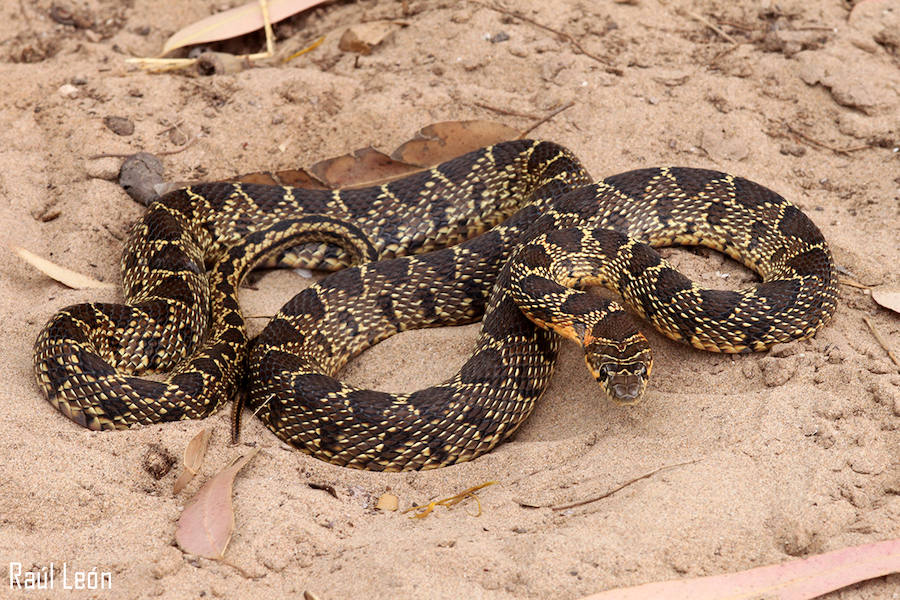 Culebra de herradura