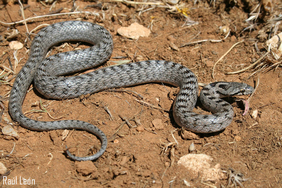 Culebra lisa meridional