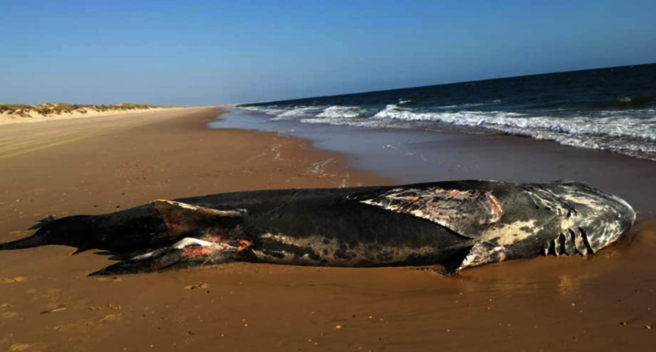 Ha aparecido en la playa de Torre Carbonero y mide 9 metros