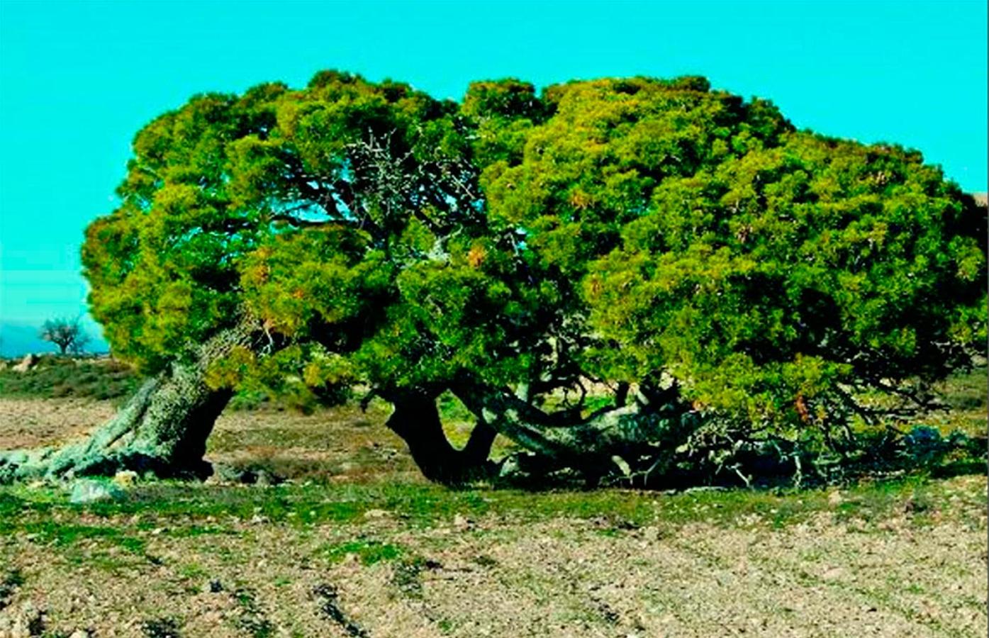 El gran pino de los Chaveses, en la provincia de Almería