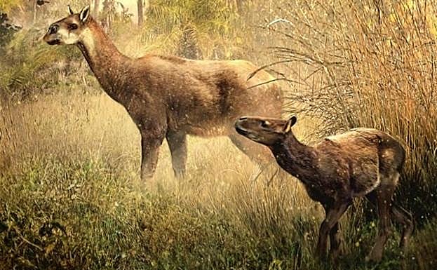 Encuentran dos nuevas especies extintas y desconocidas en Bolivia