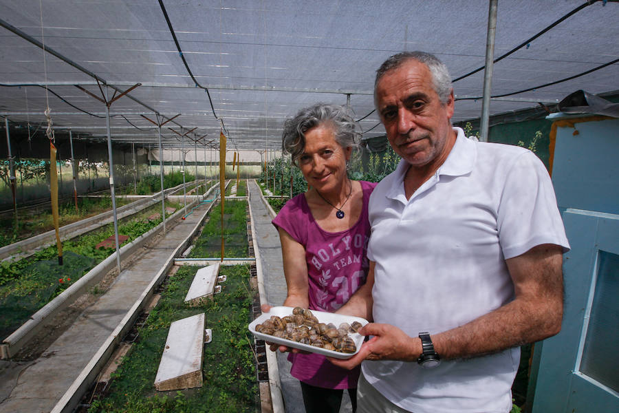 Una granja familiar en Cenes de la Vega produce este exclusivo manjar que se vende a 1.600 euros el kilo.