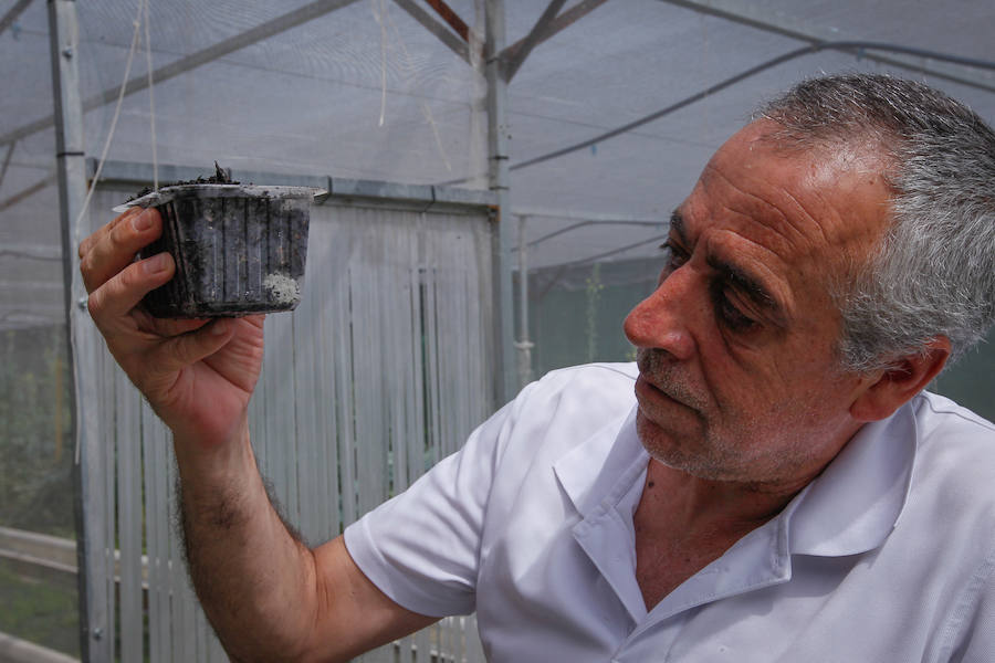 Una granja familiar en Cenes de la Vega produce este exclusivo manjar que se vende a 1.600 euros el kilo.