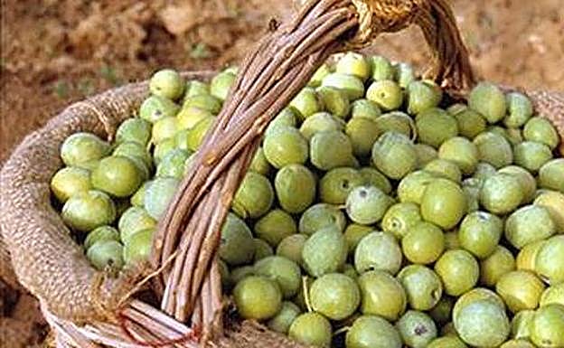 Se enfrentan a un año y medio de cárcel por robar cerca de 9.000 kilos de aceituna