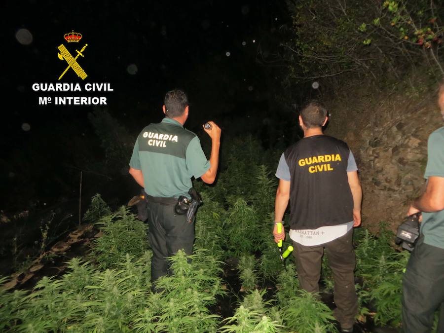 La Guardia Civil realizó entre enero y junio 56 actuaciones en un centenar de viviendas y cortijos donde se incautaron más de 24.000 kilogramos de plantas y se detuvo a 73 personas