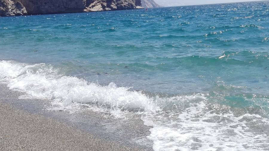 Nadie puede bañarse con tantos animales de este tipo en el agua