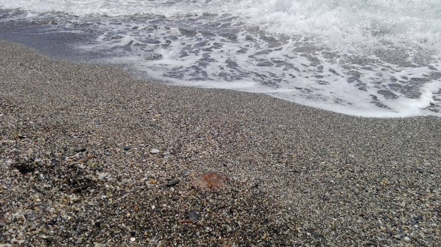 Nadie puede bañarse con tantos animales de este tipo en el agua