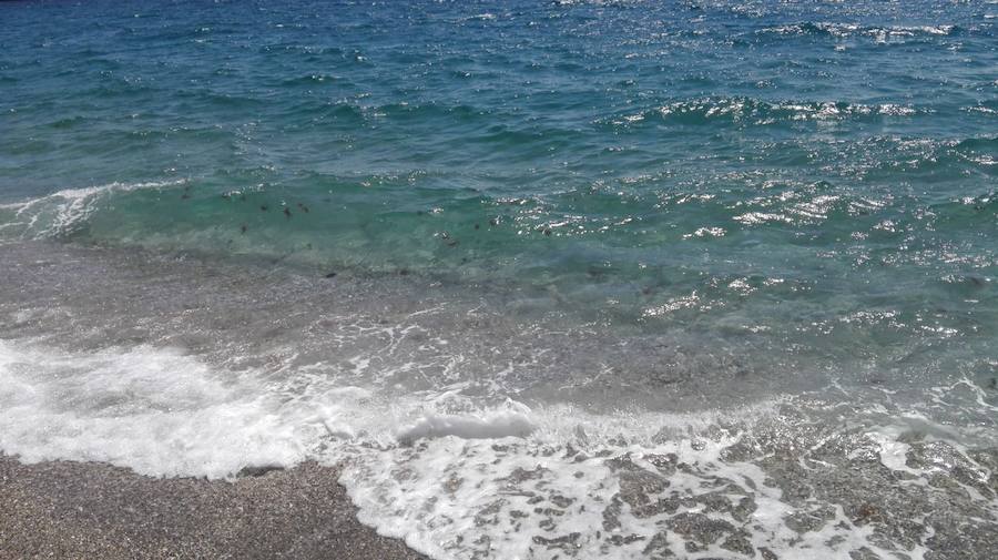 Nadie puede bañarse con tantos animales de este tipo en el agua