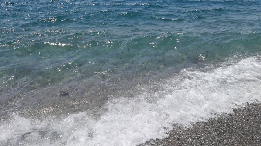 Nadie puede bañarse con tantos animales de este tipo en el agua