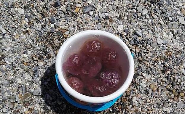 Imagen. Plaga de medusas en la misma orilla de Calahonda. 
