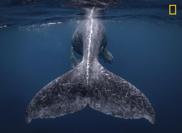 Una joven ballena jorobada nada cerca de la isla de Kumejima, en Japón. Premio principal en Naturaleza.