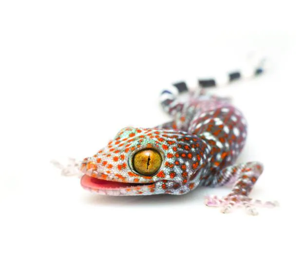 Uno de los animales exóticos que supuestamente se rifaban era un 'Gecko leopardo' como este. 