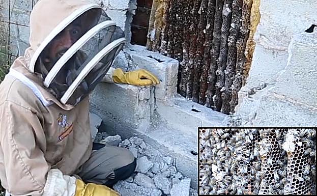 Retiran un 'mega-enjambre' de abejas en Granada: «Es inmenso, el más grande que he rescatado»