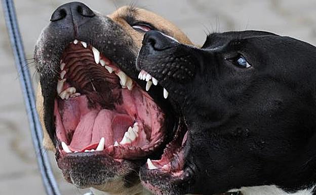 Los perros no se reconcilian: la domesticación tiene la culpa