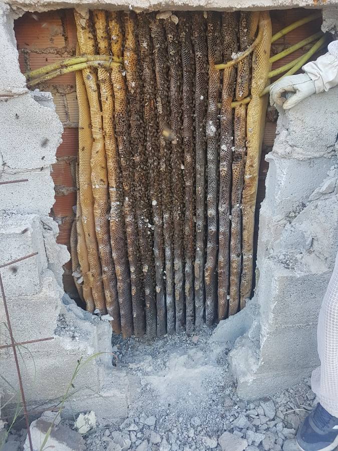 Se trata de una colmena que llevaba entre seis y siete años establecida en una casa abandonada situada entre Híjar y Cúllar Vega. Ha sido rescatada por el apicultor y apiterapeuta Sergio Guerrero, del grupo 'La Colmena Sanadora'.