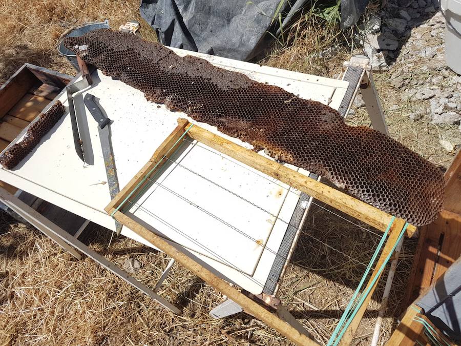 Se trata de una colmena que llevaba entre seis y siete años establecida en una casa abandonada situada entre Híjar y Cúllar Vega. Ha sido rescatada por el apicultor y apiterapeuta Sergio Guerrero, del grupo 'La Colmena Sanadora'.