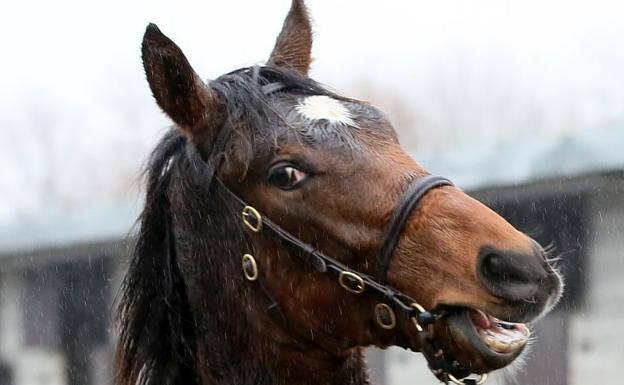 ¿Qué nos quieren decir los caballos cuando relinchan?