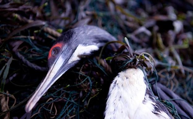 Las luces LED en redes de pesca evitan otras muertes accidentales