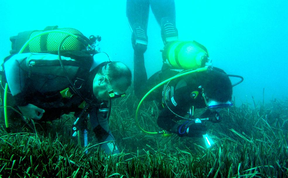 Científicos estudian una pradera de posidonias 