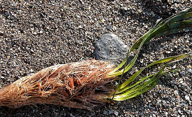 Posidonia en la playa J. E. GÓMEZ