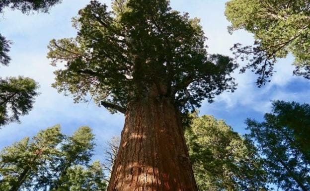 Los árboles más grandes y altos son más vulnerables al cambio climático