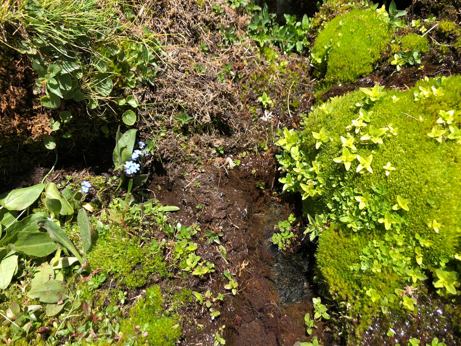 La gran acumulación de nieve durante el invierno ha producido uno de los espectáculos naturales más impresionantes de los últimos años en la gran montaña de Granada: la fusión de la nieve
