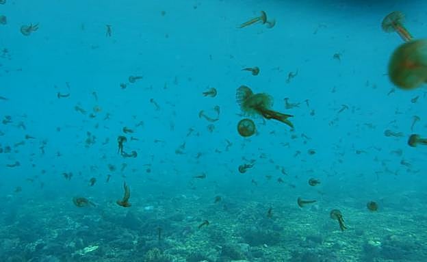 Medusas en la playa de Calahonda.