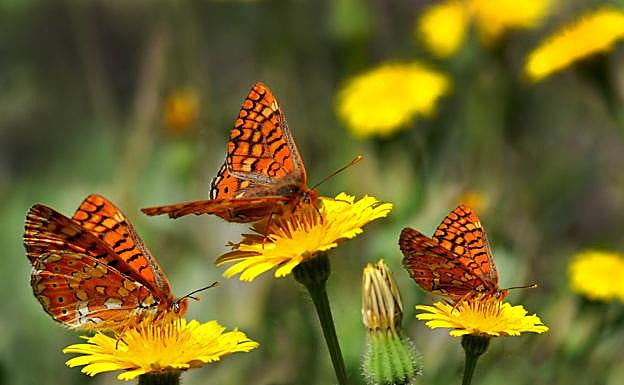 Imagen principal - Euphydryas aurinia, Plebejus idas nevadensis, Satirus actaea