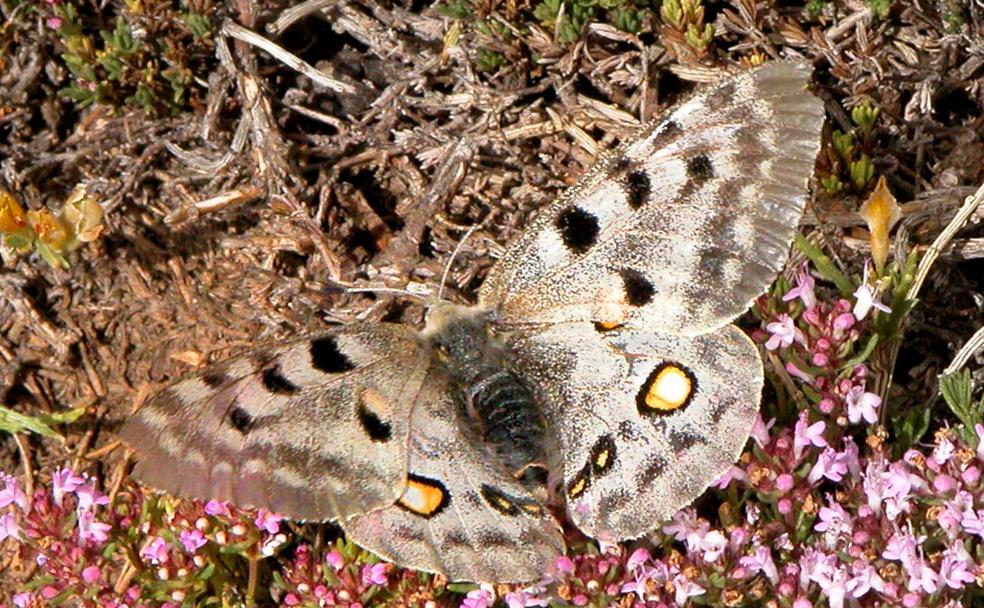Paranassius apolo nevadensis, Apolo de Sierra Nevada 